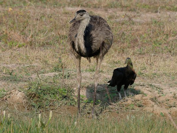 Nandoe (Rhea americana)